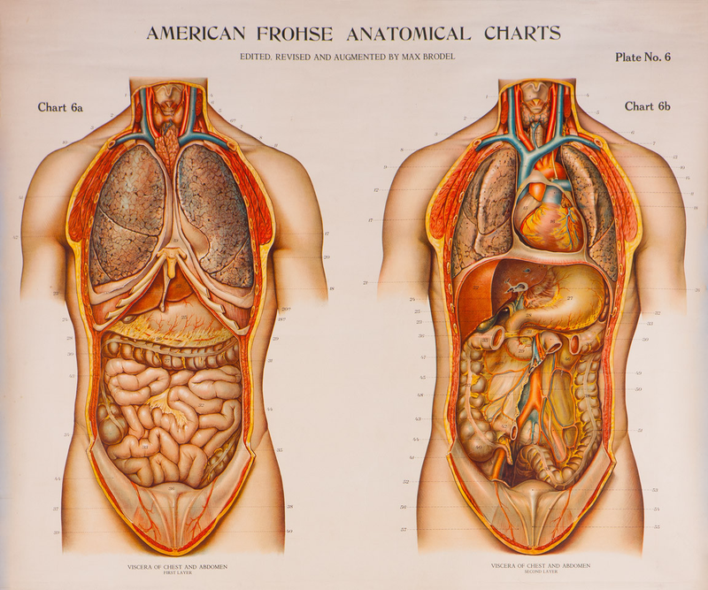 Illustration for article titled A Brief History of the Body Told Through 10 Eye-Popping Drawings